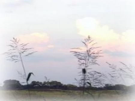 4.8 Acre Homesite Lot property photo 1