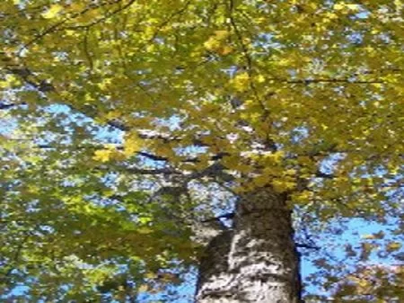 Mostly Wooded 8 Acre Homesite property photo 1