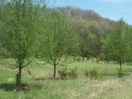 9.6 Acre Homesite with Rock Wall property photo 1