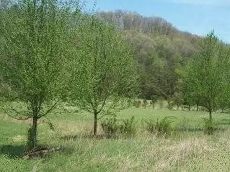 9.6 Acre Homesite with Rock Wall
