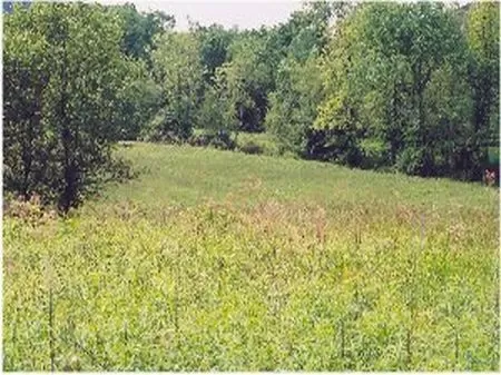 7 Acres with Pond, Open Pasture