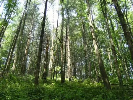3.4 Acres for Hunting Lease