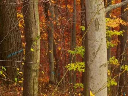 23 Acres Of Hunting Land property photo 1