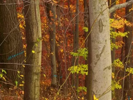 23 Acres Of Hunting Land