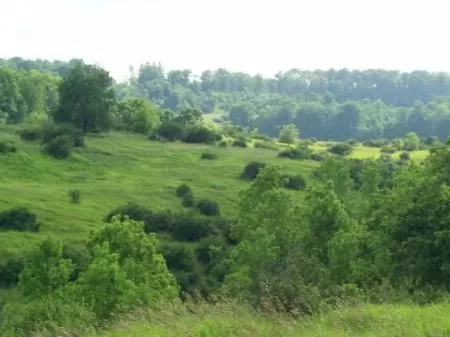 91 Acres with Pond, Woods, & Meadow