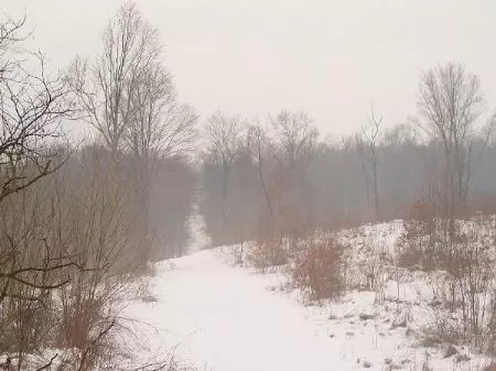 81 Acres