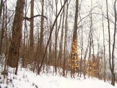 39 Acres
