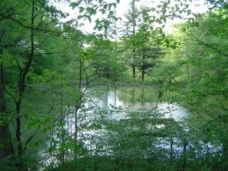 40 Acres in Tar Hollow State Forest