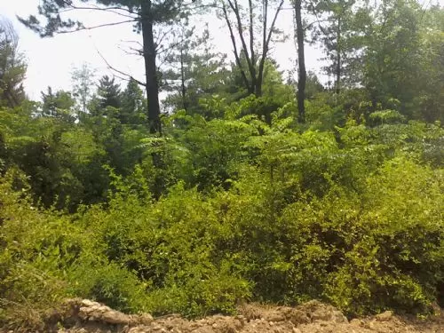 Hunting/ Recreational Property