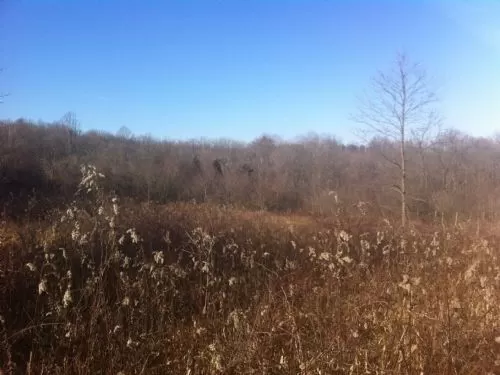 Beautifully Wooded 12.5 Acres