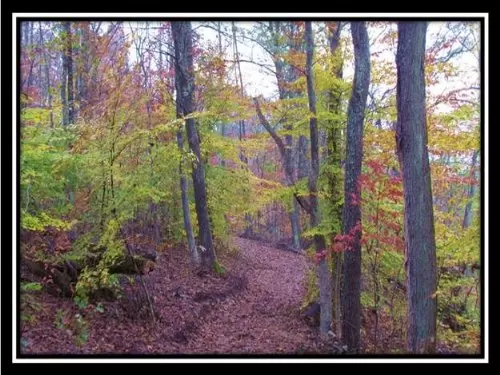 Beautifully Wooded Acreage